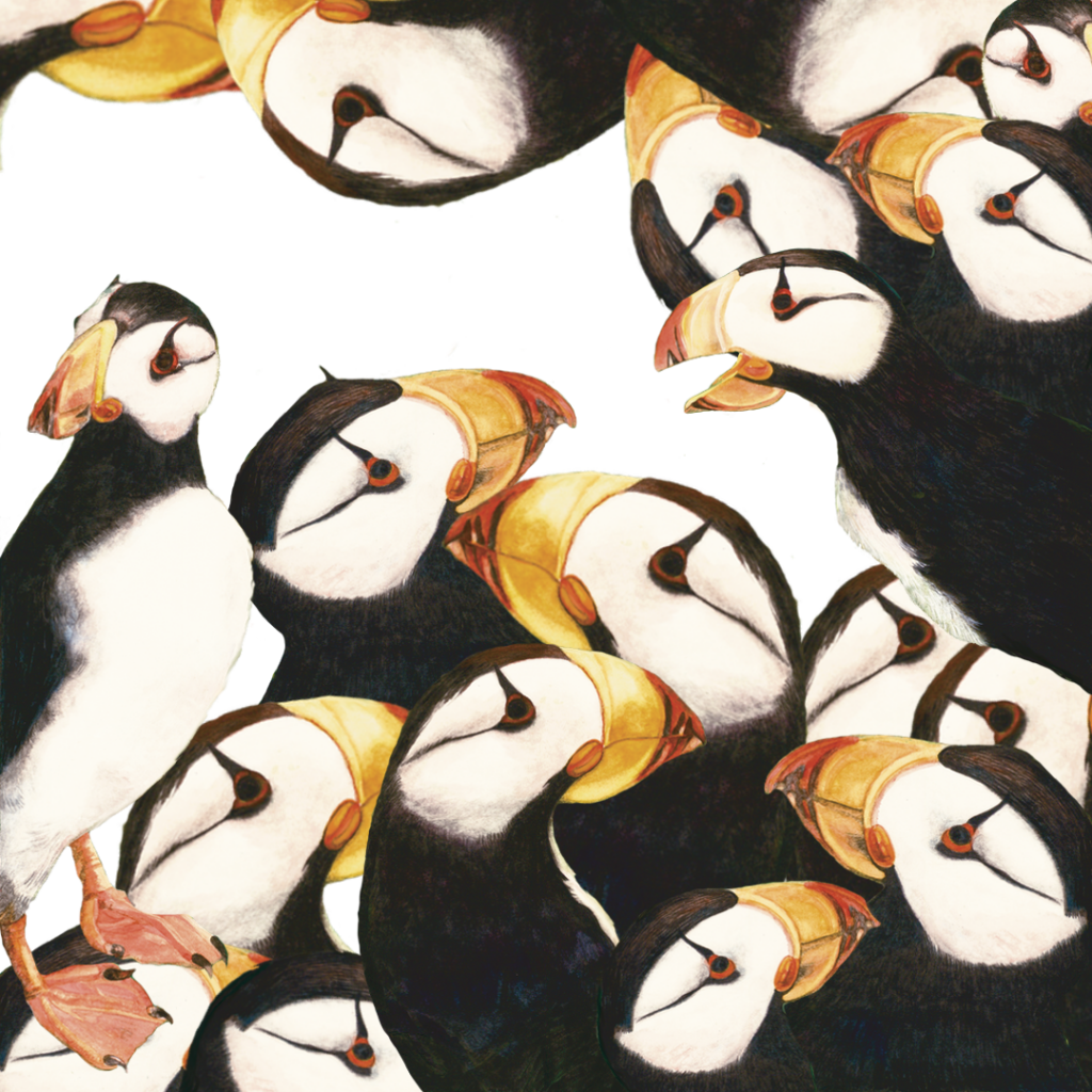 Puffins fine art gouache painting by Dee Van Houten.